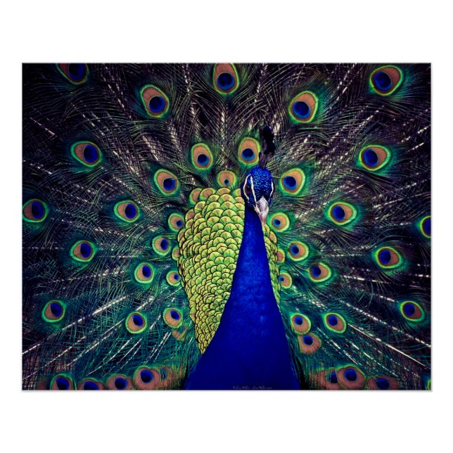 Póster Tarjeta de felicitación plegada de pavo real azul  (Anverso)