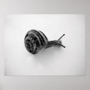 Póster Tarjeta Postal de Caracol