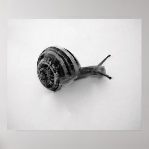 Póster Tarjeta Postal de Caracol