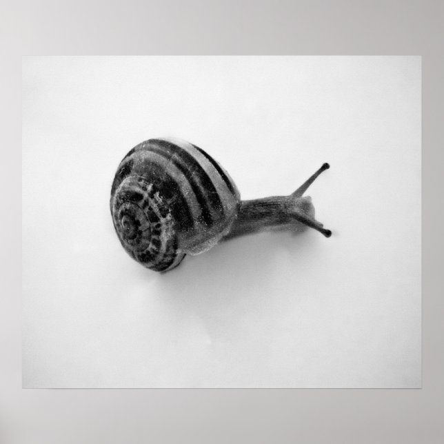 Póster Tarjeta Postal de Caracol (Frente)