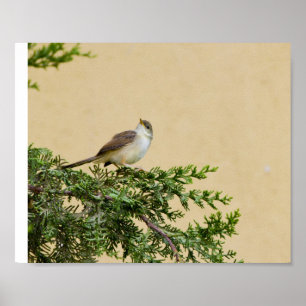 Póster Tarjeta Postal de Gorrión