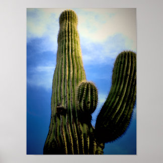 Póster Tarjeta postal de Saguaro Cactus High