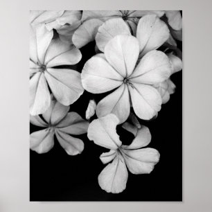 Póster tarjeta postal en blanco y negro