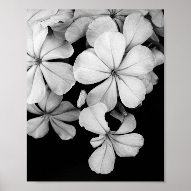 Póster tarjeta postal en blanco y negro (Frente)