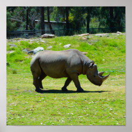 Póster Taronga Western Plains Zoo Dubbo - Rhino