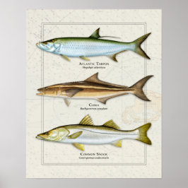 Póster Tarpon, Cobia, Trio Snook