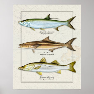 Póster Tarpon, Cobia, Trio Snook