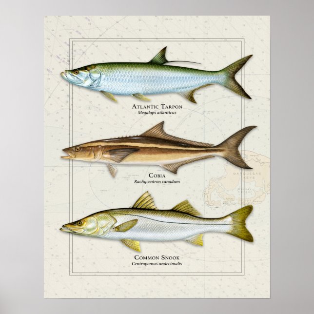 Póster Tarpon, Cobia, Trio Snook (Frente)