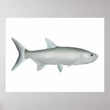 Tarpon Indo-Pacífico