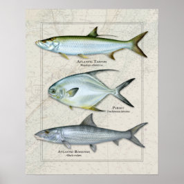 Póster Tarpon, Permiso, Bonefish Trio