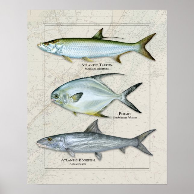 Póster Tarpon, Permiso, Bonefish Trio (Frente)