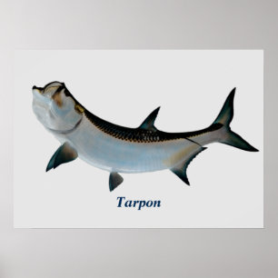 Póster Tarpon Poster