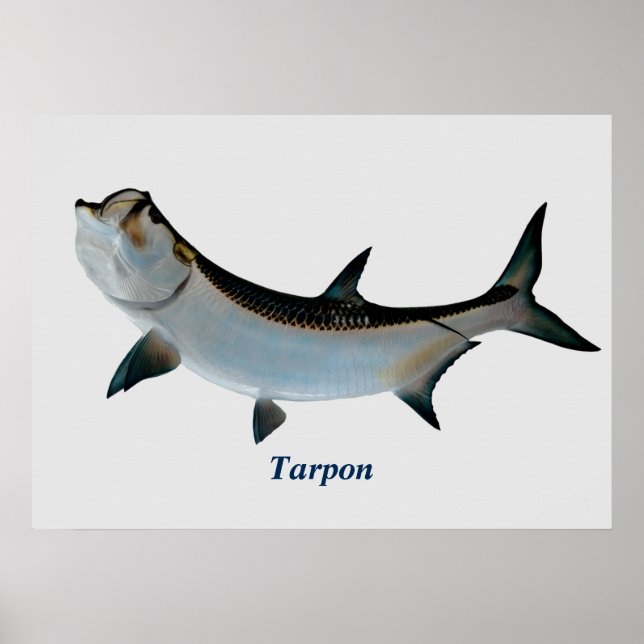 Póster Tarpon Poster (Frente)