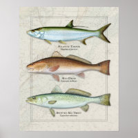 Tarpón, tambor rojo, trío de trucha marina