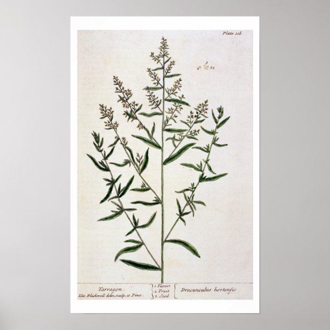 Póster Tarragón, plato 116 de "A Curious Herbal", público (Frente)