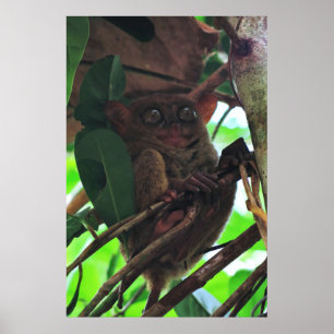 Póster Tarsier