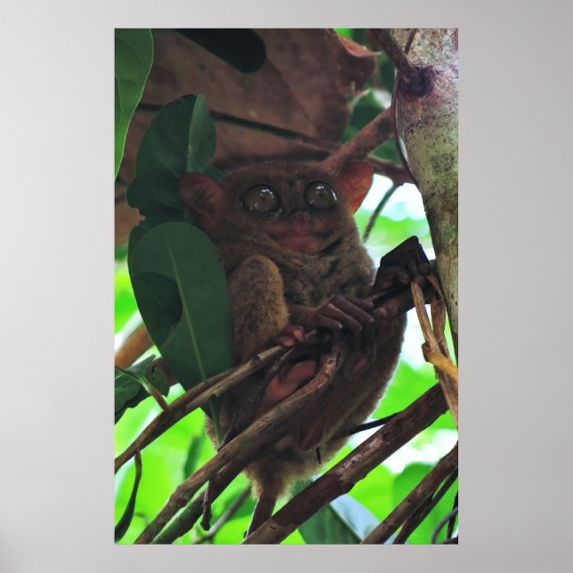 Póster Tarsier (Frente)
