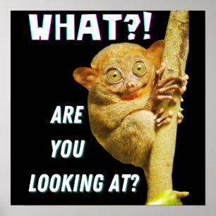 Póster Tarsier Divertido de Ojos Grandes ¿Qué Estás Miran