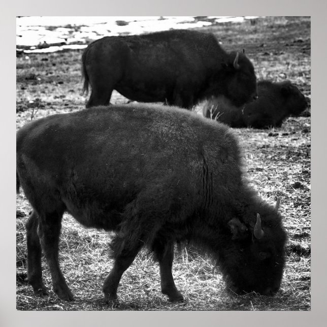 Póster Tatanka (Frente)