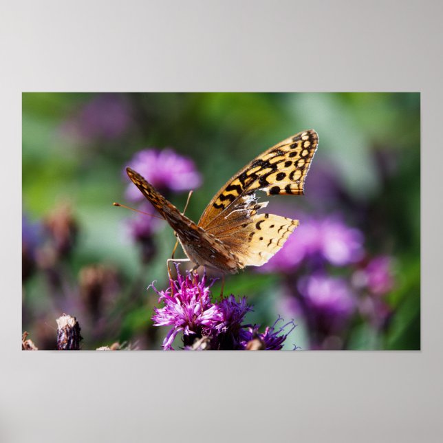 Póster Tattered (Frente)