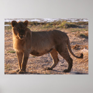 Póster Tau, León, Foto