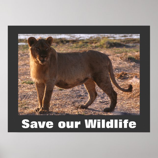 Póster Tau Save Our Willife Poster (Frente)