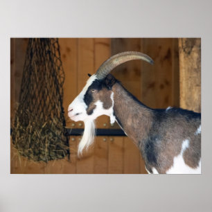 Póster Tauernschecken-Ziege