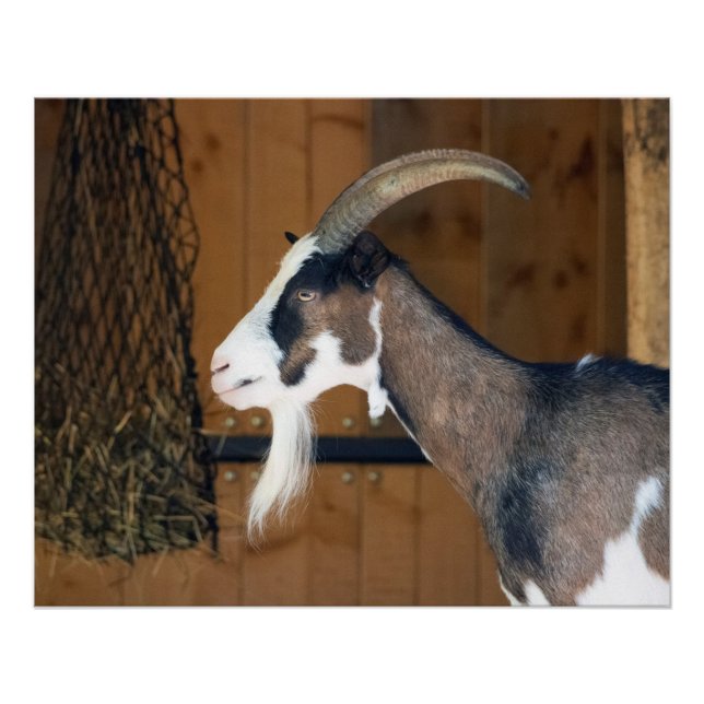 Póster Tauernschecken-Ziege (Anverso)