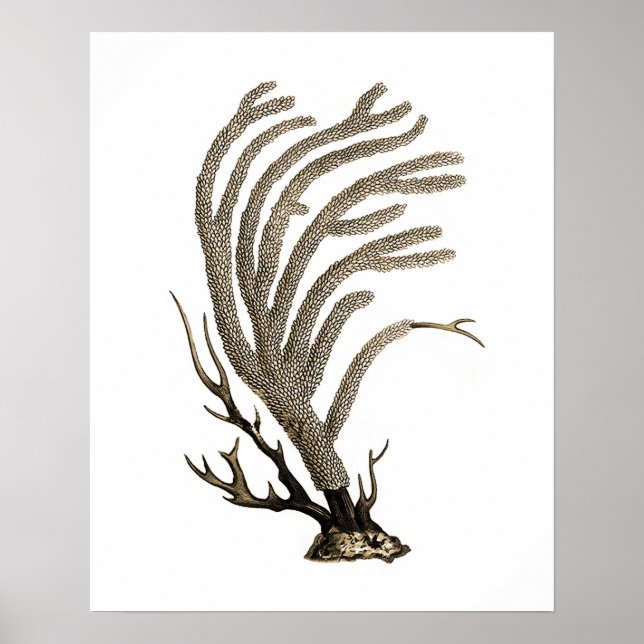 Póster Taupe Sea Coral n.º 2 Beach Wall Art (Frente)