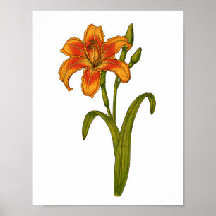 Póster Tawny daylily