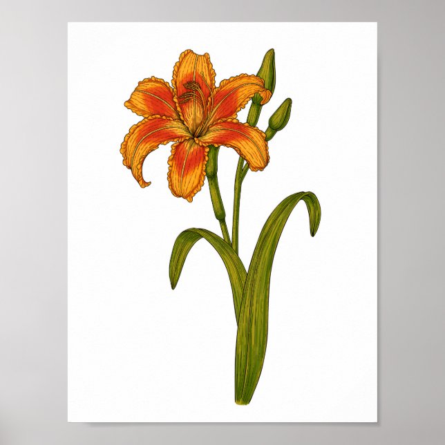 Póster Tawny daylily (Frente)