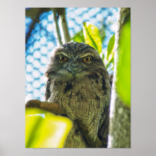 Póster Tawny no es un búho