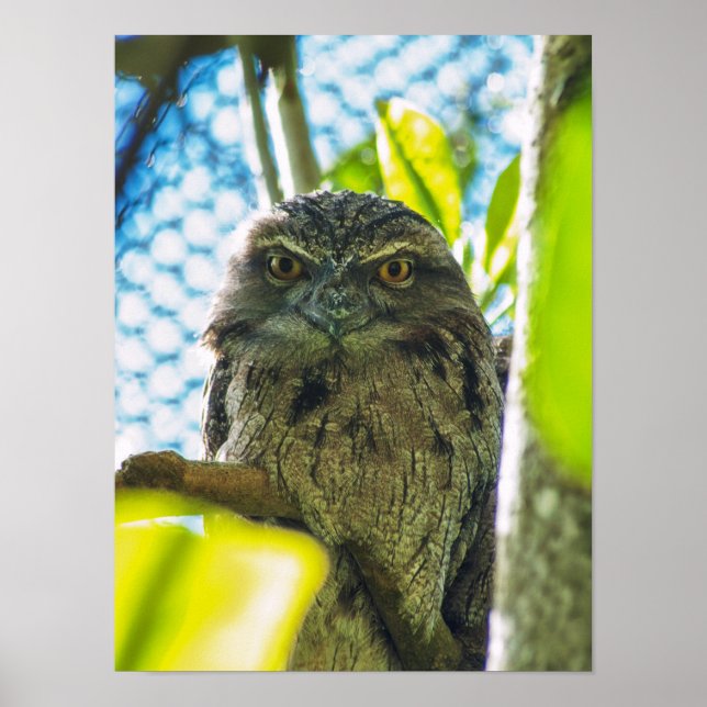 Póster Tawny no es un búho (Frente)