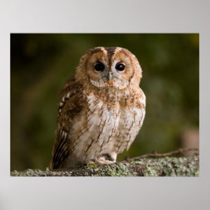 Póster Tawny Owl