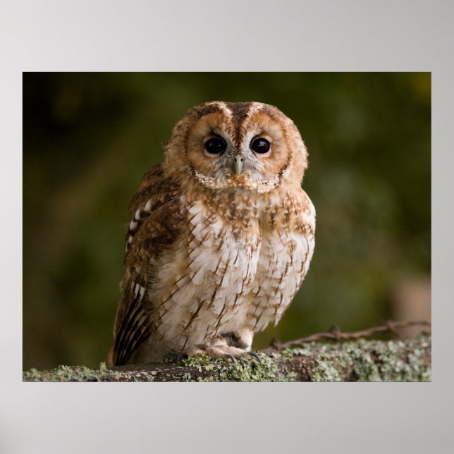 Póster Tawny Owl (Frente)