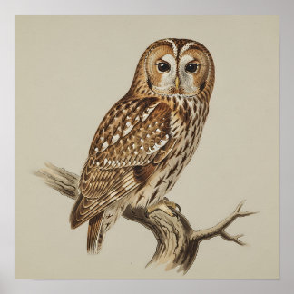 Póster Tawny Owl Perched on Branch