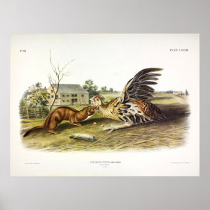Póster Tawny Weasel (Menos Weasel) de Audubon