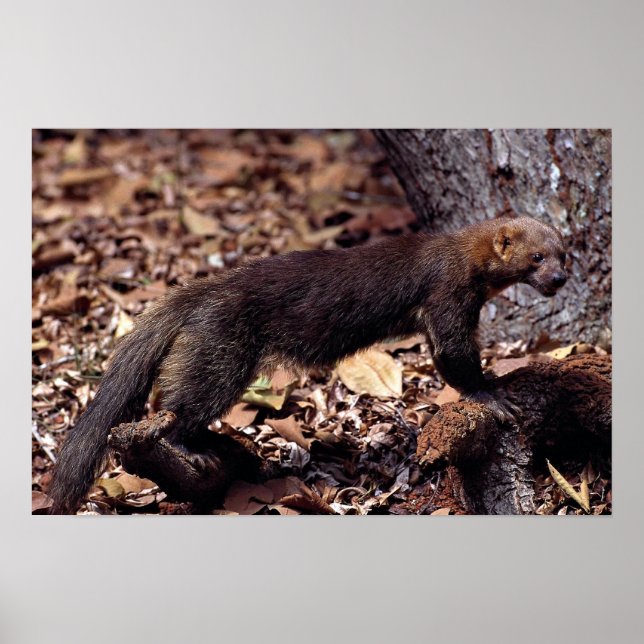 Póster Tayra (Eira barbata) (Frente)