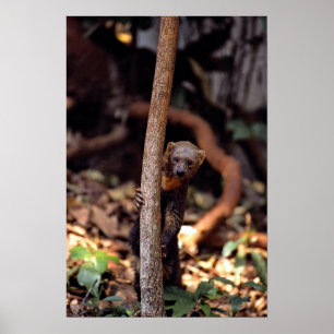 Póster Tayra (Eira barbata)