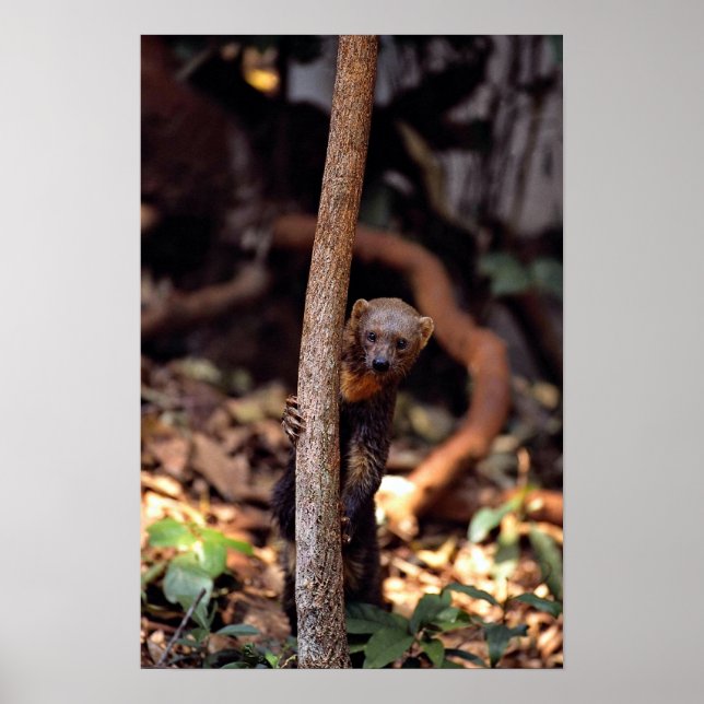 Póster Tayra (Eira barbata) (Frente)