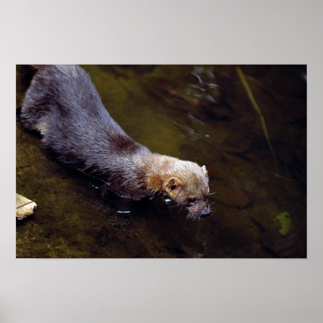 Póster Tayra (Eira barbata) (Frente)