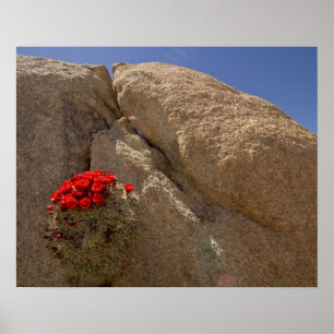 Póster Taza de clarete o cactus de montículo de Mojave en