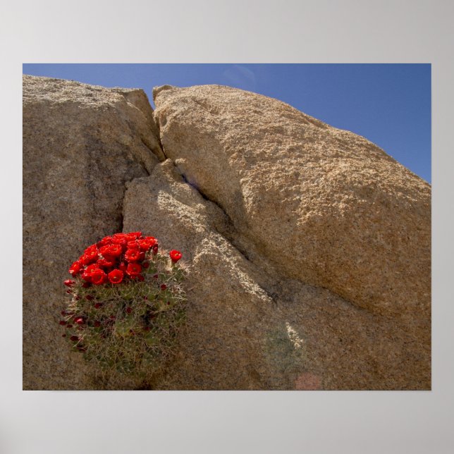 Póster Taza de clarete o cactus de montículo de Mojave en (Frente)