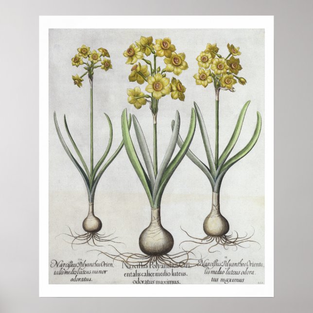 Póster Tazetta Narcissi, de 'Hortus Eystettensis' (Frente)