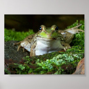 Póster Te estoy observando Poster de rana toro