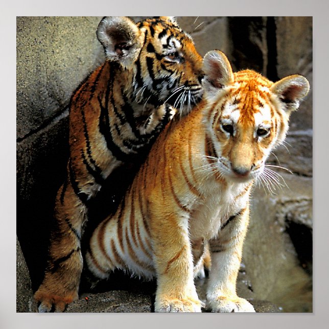 Póster ¿Te sientes arriesgado? (Frente)