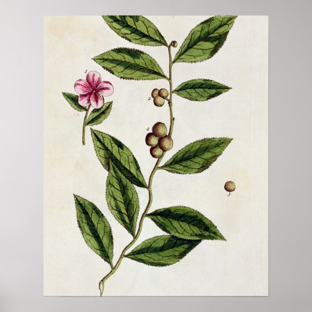 Póster Té verde, plato 351 de "A Curious Herbal", público (Frente)