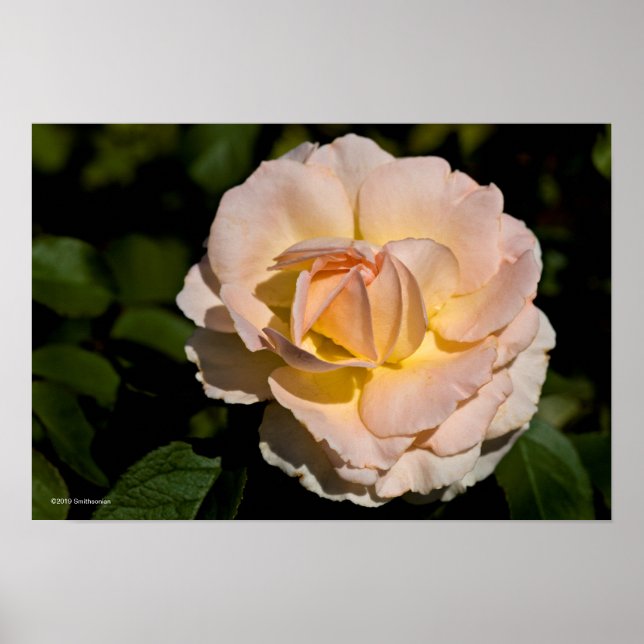 Póster Tea Rose (Frente)