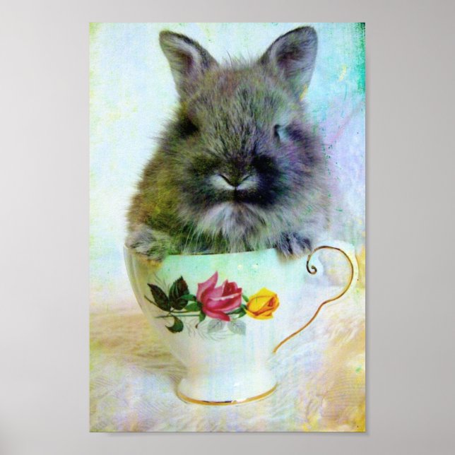 Póster Teacup Bunny (Frente)