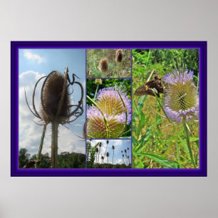 Póster Teasel Thistle - Dipsacus fullonum